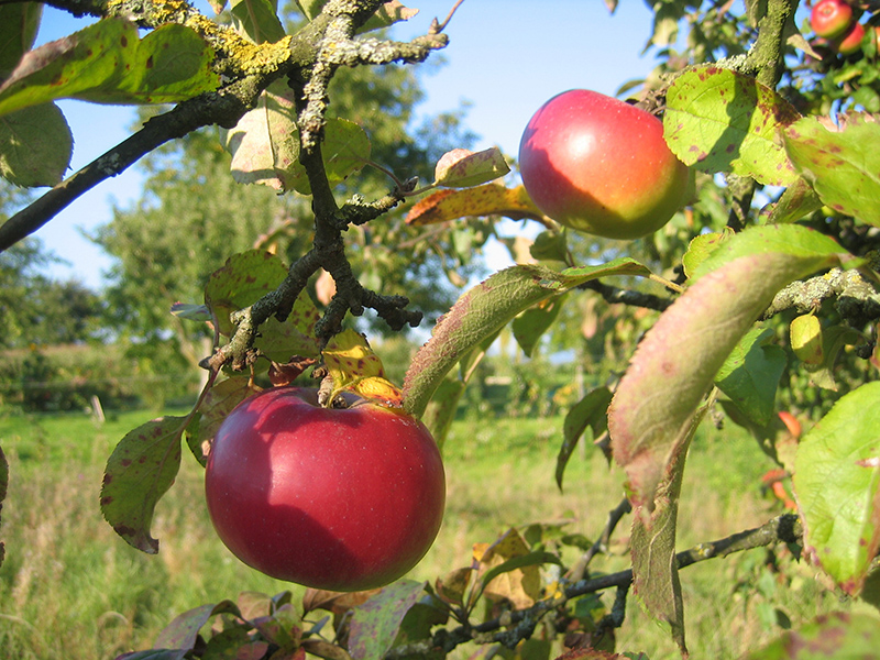  Gyümölcsfák, dísznövények metszése